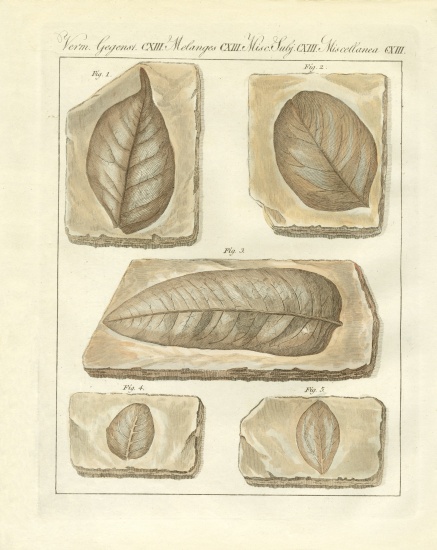 Fossilized leaves from primitive times von German School, (19th century)