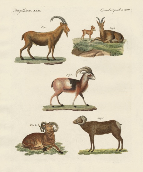 Four-footed animals von German School, (19th century)