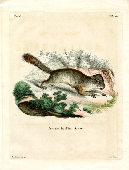 Franklin's Ground Squirrel von German School, (19th century)