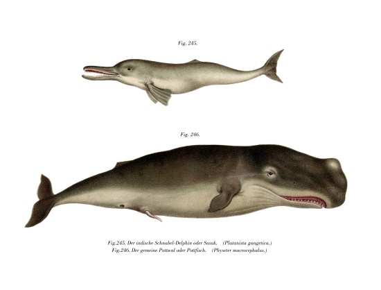 Ganges River Dolphin von German School, (19th century)
