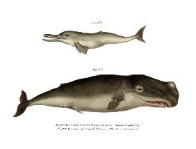 Ganges River Dolphin 1860