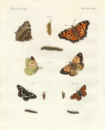 German day-butterfly von German School, (19th century)
