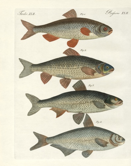 German river fish von German School, (19th century)