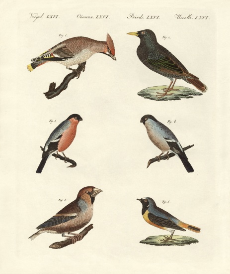 German singing birds von German School, (19th century)