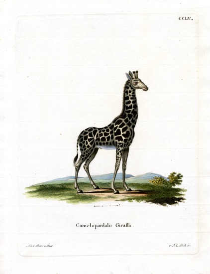 Giraffe von German School, (19th century)