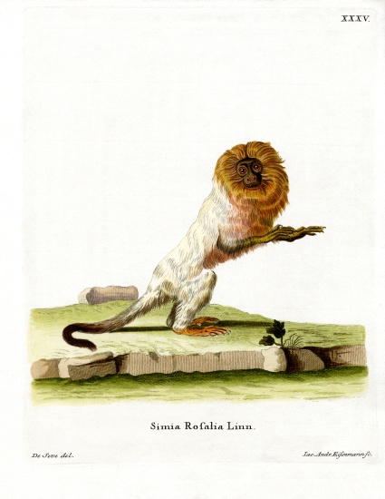 Golden Lion Tamarin von German School, (19th century)