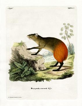 Golden-rumped Agouti