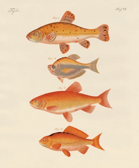 Goldfish von German School, (19th century)