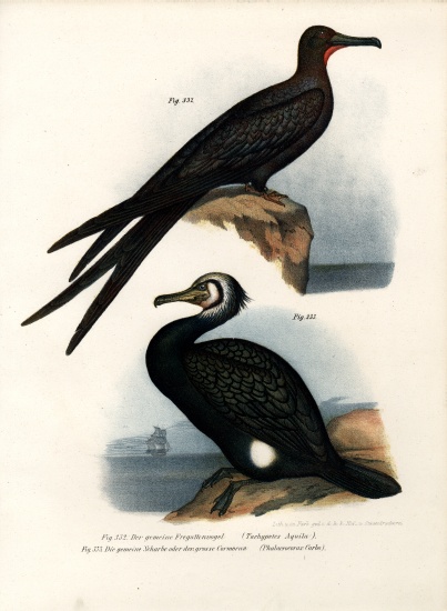 Great Frigate Bird von German School, (19th century)