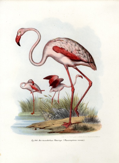 Greater Flamingo von German School, (19th century)