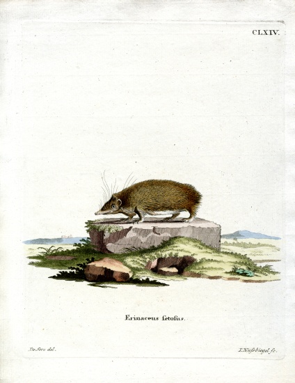 Greater Hedgehog Tenrec von German School, (19th century)