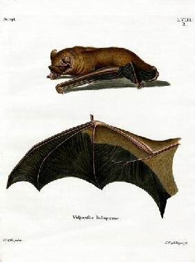 Greater Noctule Bat