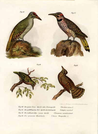 Grey-headed Woodpecker von German School, (19th century)