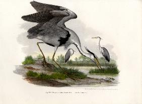 Grey Heron 1864