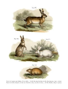 Hare 1860