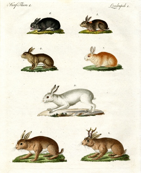 Hares and rabbits von German School, (19th century)
