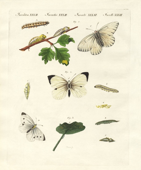 Harmful butterflies von German School, (19th century)