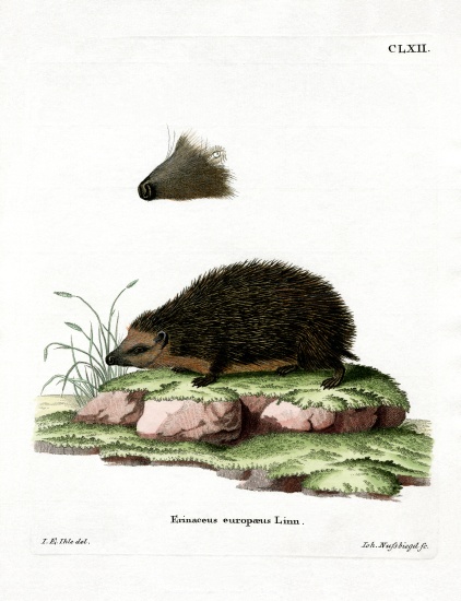 Hedgehog von German School, (19th century)