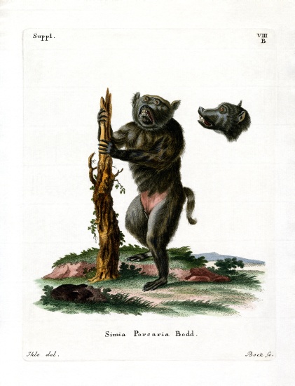 Hog-faced Baboon von German School, (19th century)