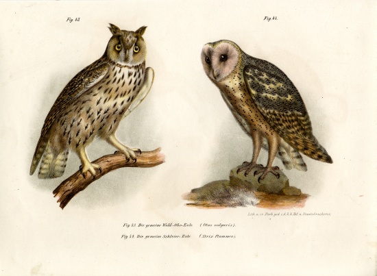 Horned Owl von German School, (19th century)
