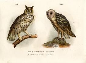 Horned Owl 1864
