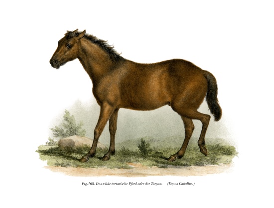 Horse von German School, (19th century)