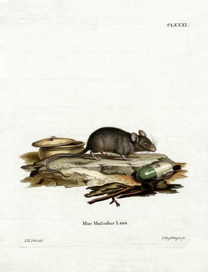 House Mouse von German School, (19th century)