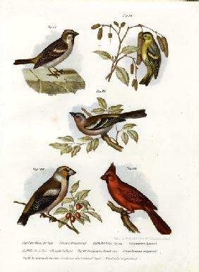 House Sparrow 1864