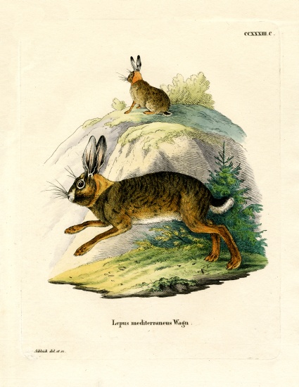Iberian Hare von German School, (19th century)