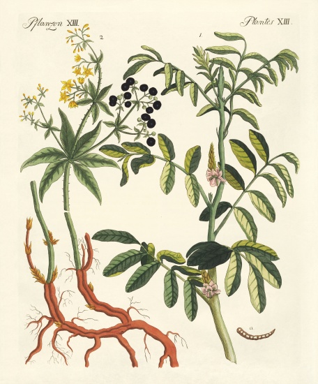 Important dye plants von German School, (19th century)