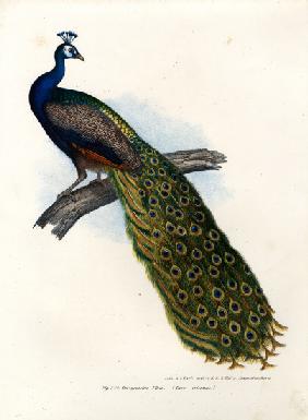 Indian Blue Peafowl 1864