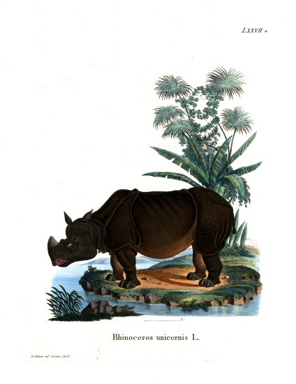 Indian Rhinoceros von German School, (19th century)