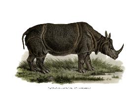 Indian Rhinoceros 1860