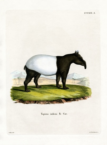 Indian Tapir von German School, (19th century)
