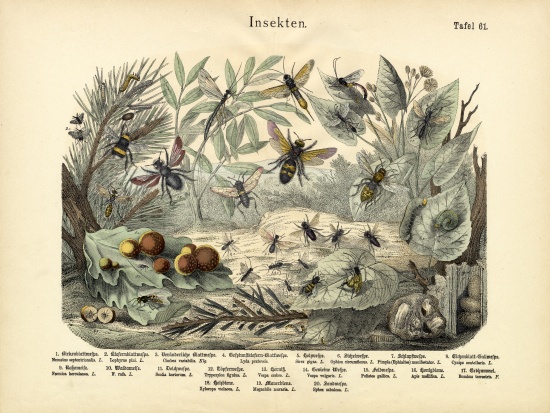 Insects, c.1860 von German School, (19th century)