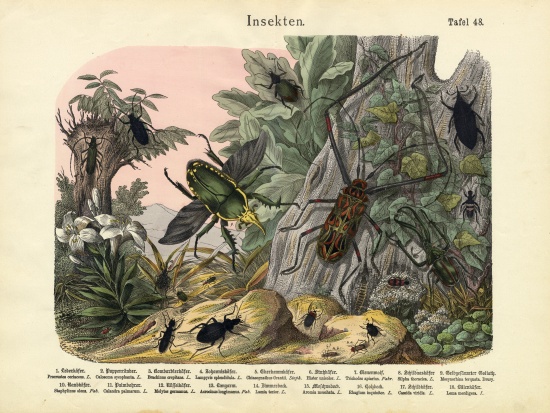 Insects, c.1860 von German School, (19th century)
