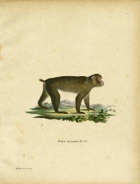 Japanese Macaque