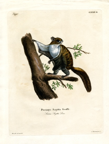 Javan Flying Squirrel von German School, (19th century)
