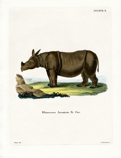 Javan Rhinoceros von German School, (19th century)