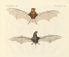 Javanese bats