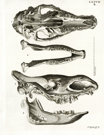Jaw Bones von German School, (19th century)