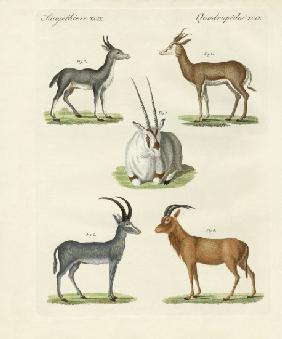 Kinds of antilopes