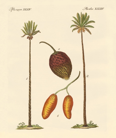 Kinds of palms von German School, (19th century)