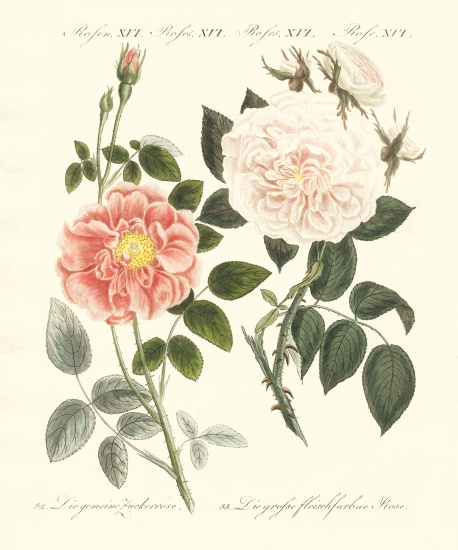 Kinds of roses von German School, (19th century)