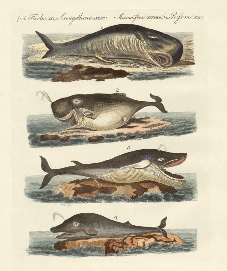 Kinds of whales von German School, (19th century)