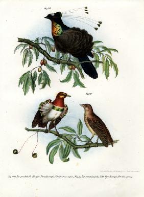 King Bird of Paradise 1864