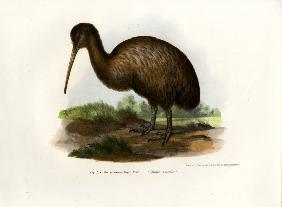 Kiwi 1864