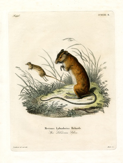 Labrador Jumping Mouse von German School, (19th century)