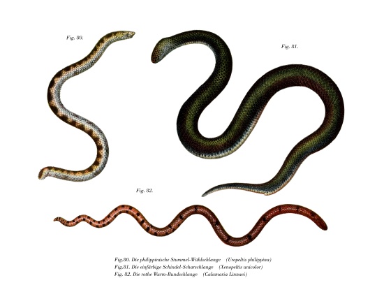 Large Shieldtail Snake von German School, (19th century)