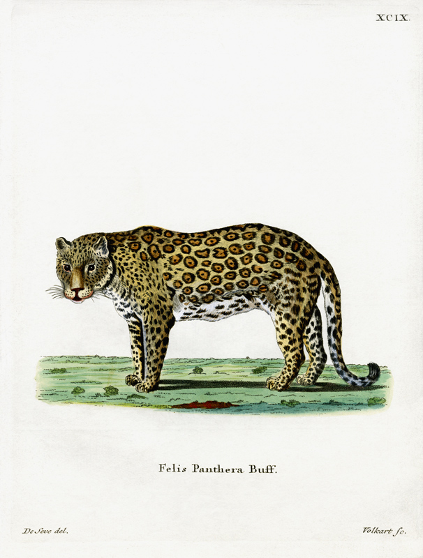 leopard von German School, (19th century)